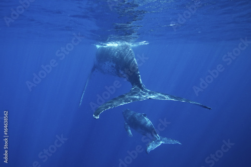 humpback whale, megaptera novaeangliae, Tonga, Vava'u island © prochym