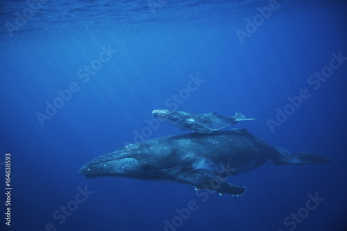 humpback whale  megaptera novaeangliae  Tonga  Vava u island