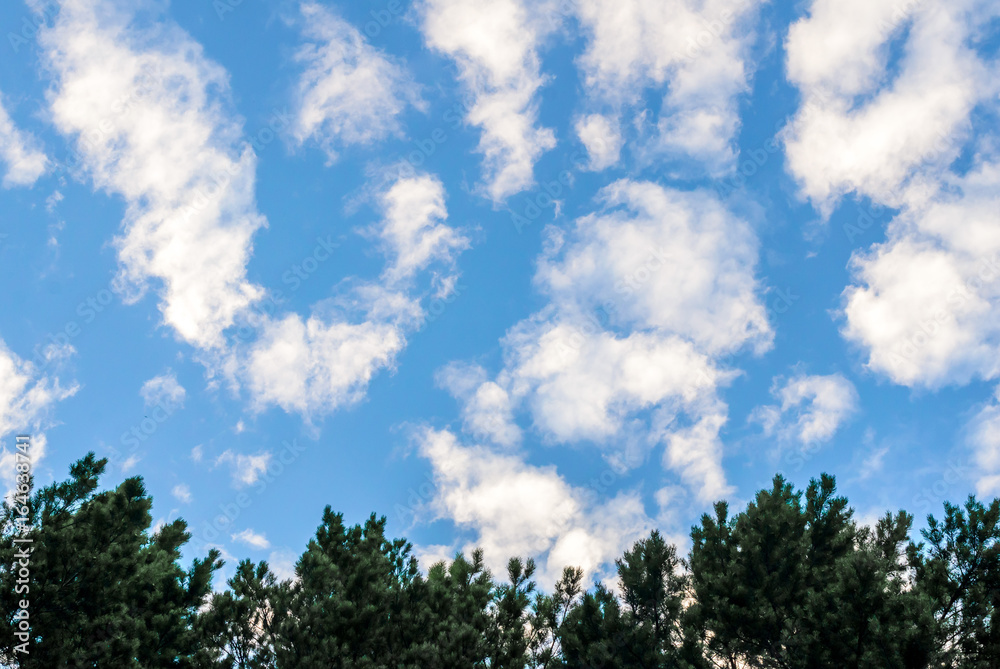 Clouds in the blue sky and branches of trees