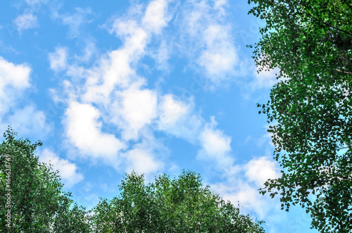 Clouds in the blue sky and branches of trees