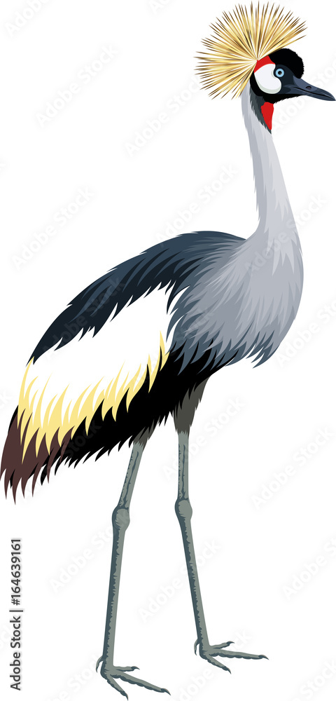 vector crowned crane vector crowned crane