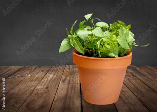 Potted plant.