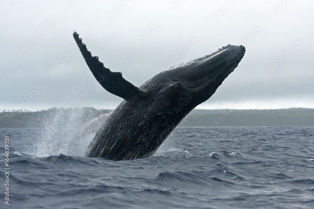 Fototapeta premium humpback whale, megaptera novaeangliae, Tonga, Vava'u island