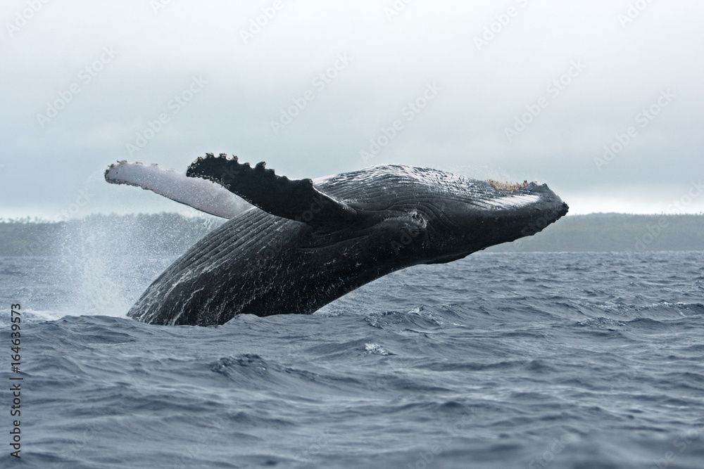 Obraz premium humpback whale, megaptera novaeangliae, Tonga, Vava'u island