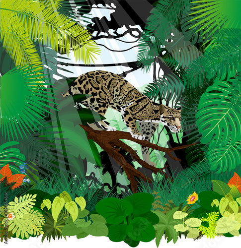 vector clouded leopard (neofelis nebulosa) in jungle rainforest