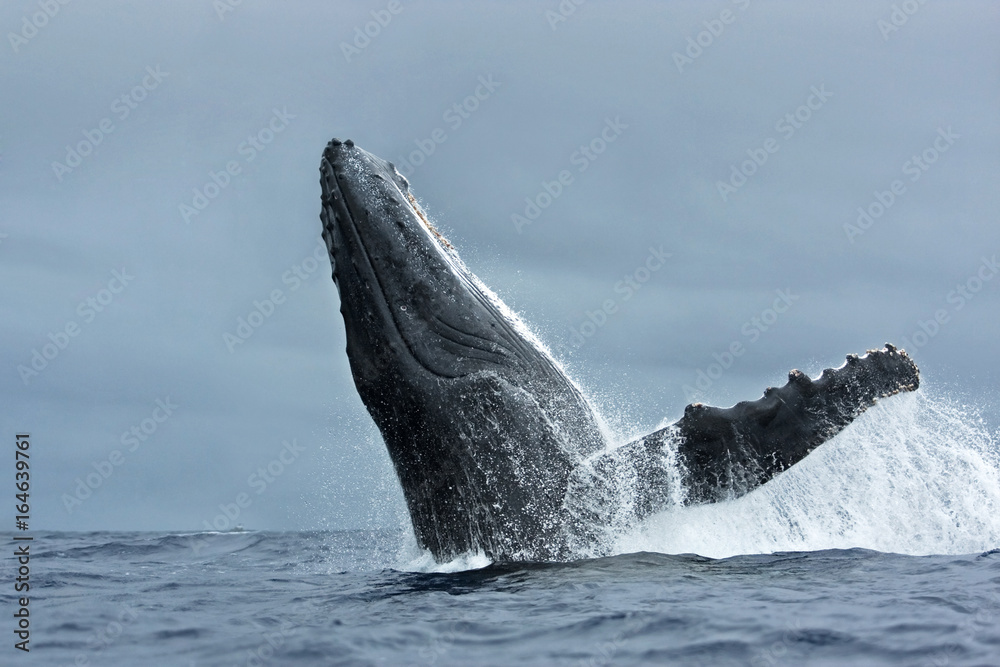 Naklejka premium humpback whale, megaptera novaeangliae, Tonga, Vava'u island