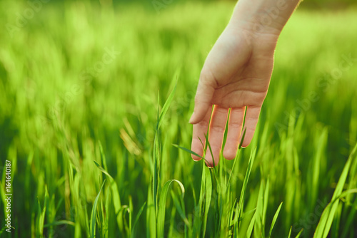 Field, grass, sun, light, summer, hand, plants