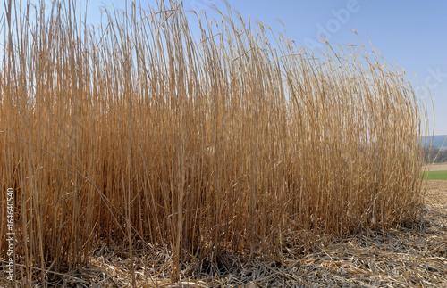 Riesen-Chinaschilf  Miscanthus    giganteus 