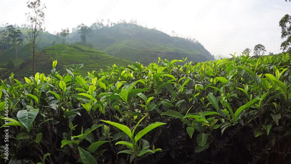 Picturesque View of Tea Plantation with Descending Perspective. Sri Lanka Picturesque View of Tea Plantation with Descending Perspective. Sri Lanka