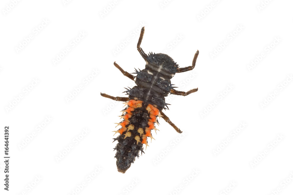 Fotografie Ladybug larva (Coccinella) on a white background