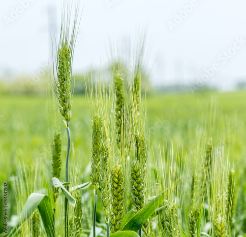 Green ears of wheat against the background of a field photo