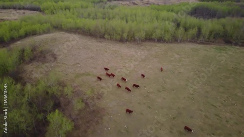 Cows running through a field