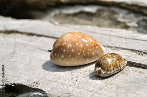 並んだ貝殻