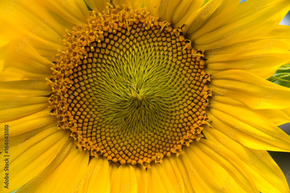 Sunflower Sunflower