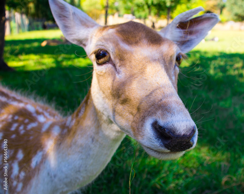 La tete d une biche.