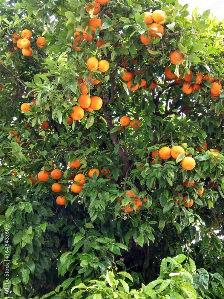 Mandarinenbaum in Portugal
