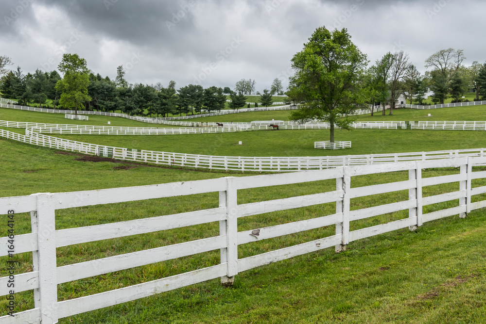 Horse Paddocks with White Fences