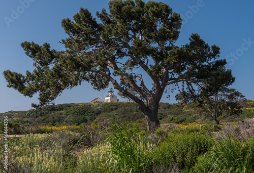 Large Tree in Front of Lighthouse