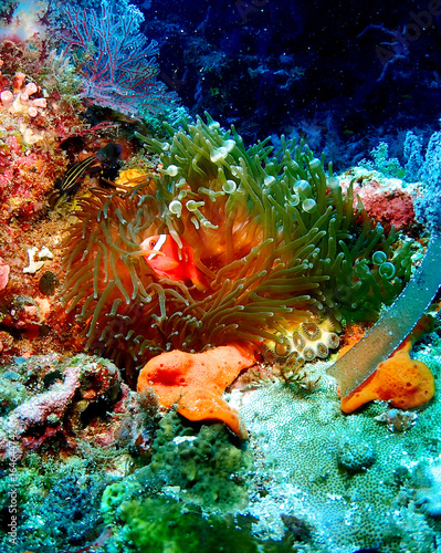 Anemone fish in orango mactan cebu
