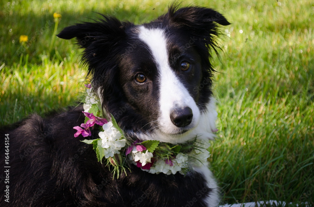 flower necklace on collie