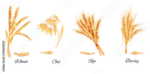 Ears of wheat, oat, rye and barley. Vector illustration.