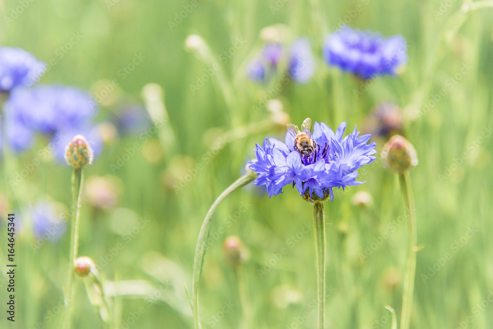 Close-up of honeybee on a blue cornflower in field of flowers Close-up of honeybee on a blue cornflower in field of flowers