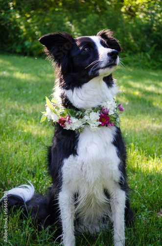 Flower crown on collie