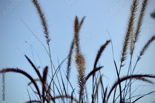 cat tails in the sky