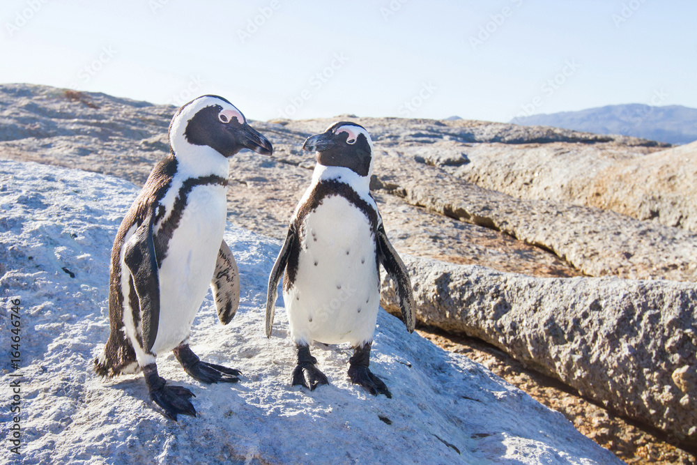 Fototapeta premium couple of penguins in love