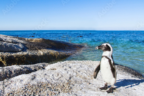 beautiful african penguin on Boulders beach in Cape Town, South Africa