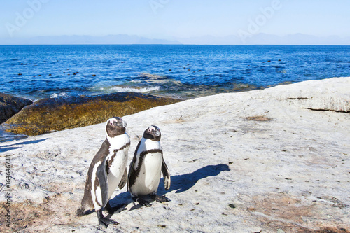 couple of penguins in South Africa