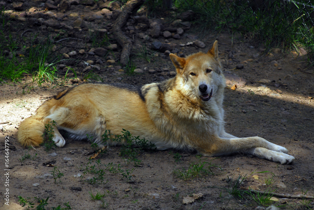 Timber Wolf