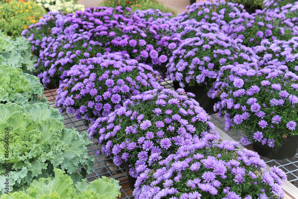 Obraz premium lush purple mums in full bloom with a green leaf outline
