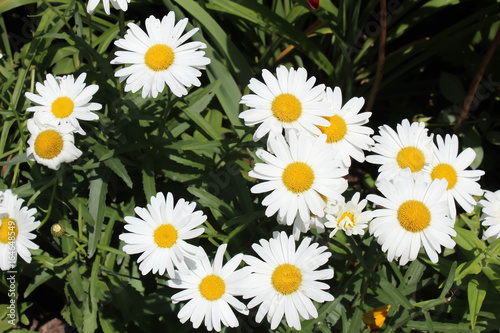 vibrant white daisies with bright yellow corolla against a lush green grass background