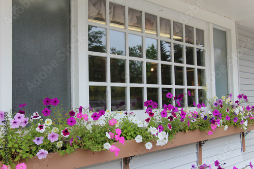 beautiful colorful petunias in a window box with multi pane window  © roaminegg