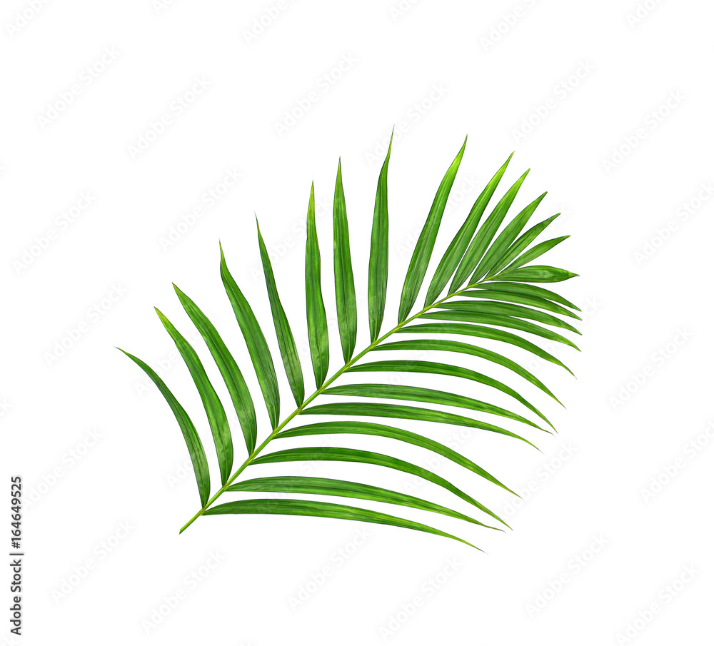 Green leaves of palm tree isolated on white background Green leaves of palm tree isolated on white background