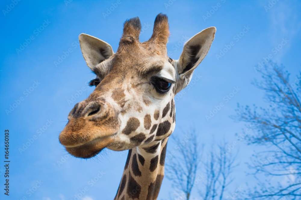 Fototapeta premium giraff selfie