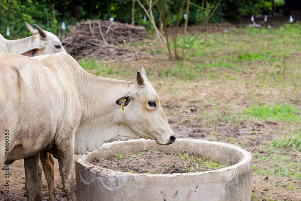 herd cows in the field stall , watch ahead of cows , the white color of herd of cows in the farm herd cows in the field stall , watch ahead of cows , the white color of herd of cows in the farm