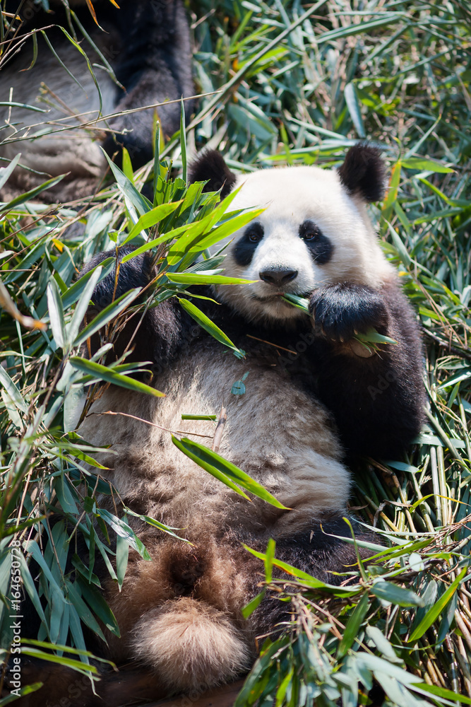 Fototapeta premium Giant panda eating bamboo