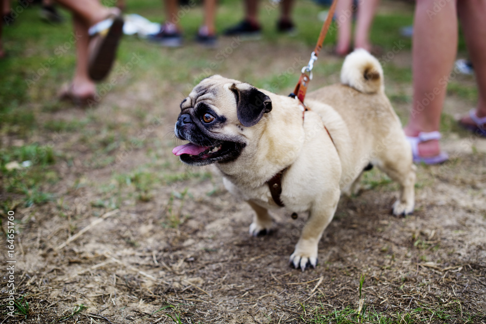 Walk Pug with Leash Dog Pet Outdoors Walk Pug with Leash Dog Pet Outdoors