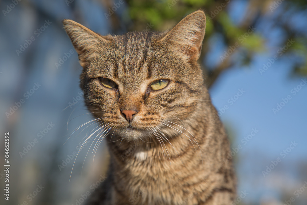 Beautiful striped cat outdoor shallow depth of field Beautiful striped cat outdoor shallow depth of field