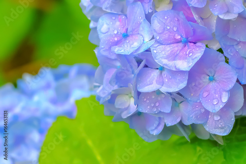                            Hydrangea