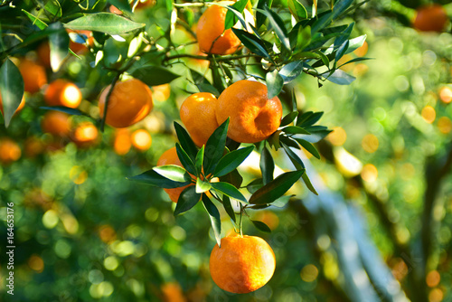 Mandarins pickup in the orchard
