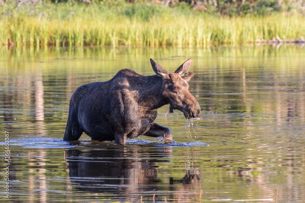 Moose - a young male moose - feeding in Sprague Lake, Rocky Mountain National Park, Colorado Moose - a young male moose - feeding in Sprague Lake, Rocky Mountain National Park, Colorado