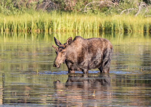 Moose - a young male moose - feeding in Sprague Lake, Rocky Mountain National Park, Colorado
