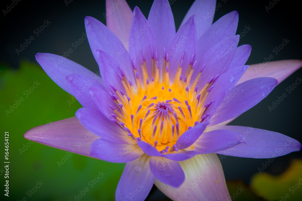 The beauty of the lotus in the pond The beauty of the lotus in the pond