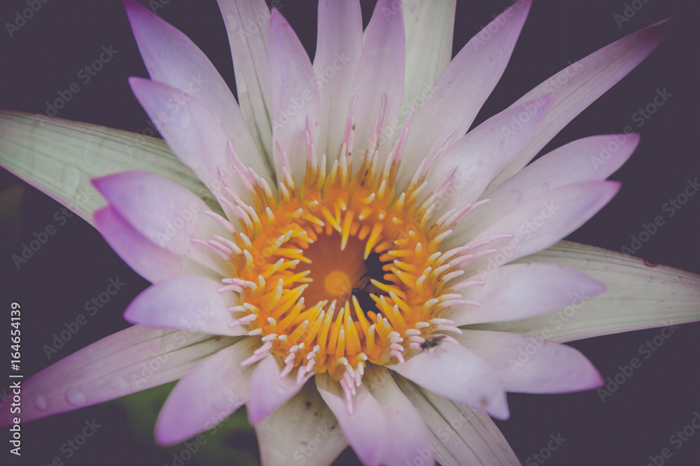Obraz premium The beauty of the lotus in the pond
