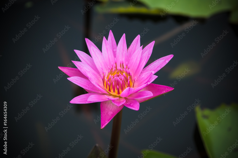 The beauty of the lotus in the pond The beauty of the lotus in the pond