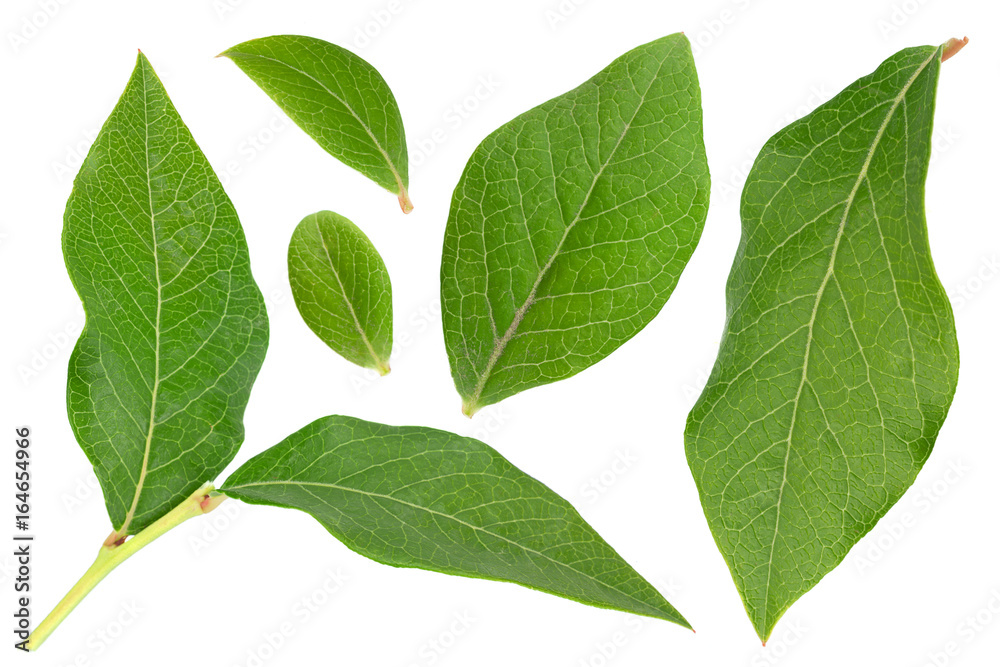 Fototapeta premium Blueberry fruit leaf collection