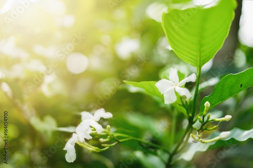 beautiful nature, morning sunshine with white flowers